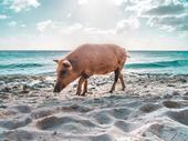 Bahami - raj i za svinje