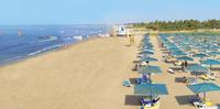 paloma-ocena-plaža
